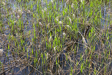 Image showing grass in the swamp