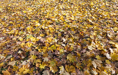 Image showing fallen autumn leaves