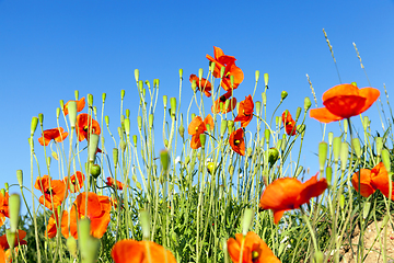 Image showing Red poppies flowers