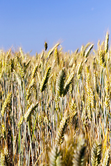 Image showing wheat farming field