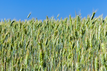 Image showing Field with cereal