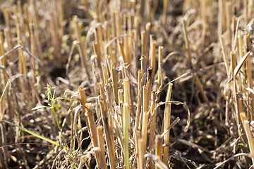 Image showing agricultural field