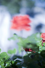 Image showing blurred rose