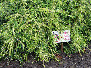 Image showing no walking on flower bed sign