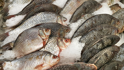 Image showing Cooled fish on ice for sale in market