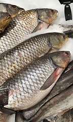 Image showing Cooled fish on ice for sale in market