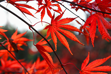 Image showing Bright red Japanese maple or Acer palmatum leaves 