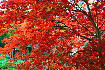 Image showing Bright red branches of Japanese maple or Acer palmatum on the au