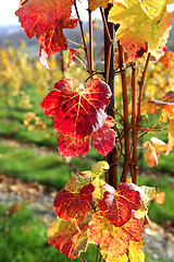 Image showing Autumn bright colorful leaves of grape bush