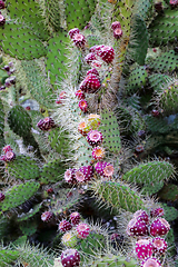 Image showing Prickly pear cactus with fruits