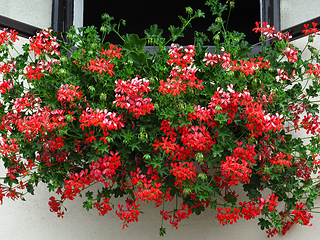 Image showing Open window decorated with beautiful geranium flowers 