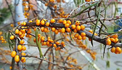 Image showing Branch of ripe bright autumn sea buckthorn berries