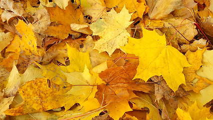 Image showing Yellow autumn background from fallen foliage of maple