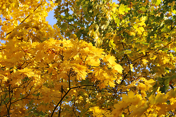 Image showing Beautiful branches of bright yellow autumn maple