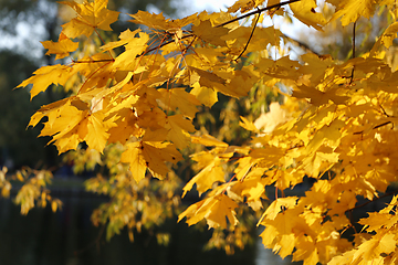 Image showing Beautiful golden autumn branches of maple