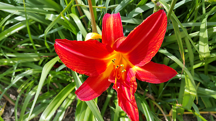 Image showing Beautiful bright lilies on a sunny day