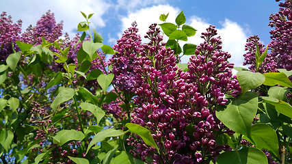 Image showing Beautiful flowering spring branches of bright lilac