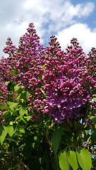 Image showing Beautiful spring branches of blooming lilac bush