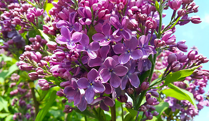 Image showing Beautiful bright flowers of blooming lilac bush