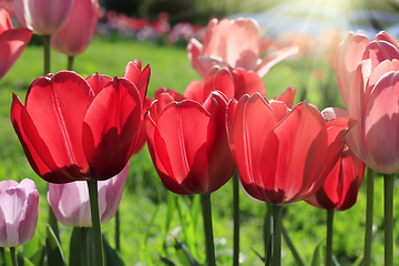 Image showing Beautiful bright red and pink spring tulips glowing in sunlight