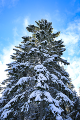 Image showing Tall Snow Covered Spruce Tree against Sky