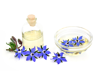 Image showing Borage Herb Essential Oil Preparation