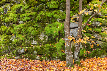 Image showing Japanese garden