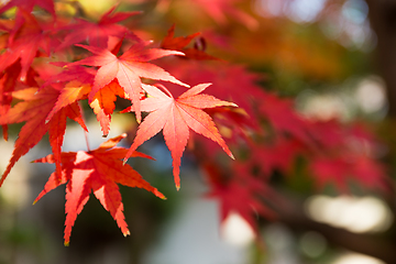 Image showing Red japanese maple leaves 