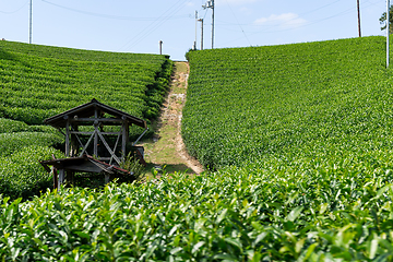 Image showing Beautiful fresh green tea plantation farm