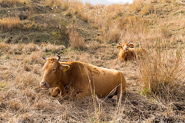 Image showing Cow farm