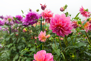 Image showing Chrysanthemums in pink and purple