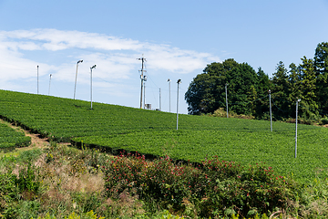 Image showing Tea field