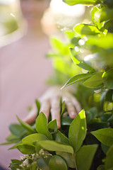 Image showing Woman touching plant