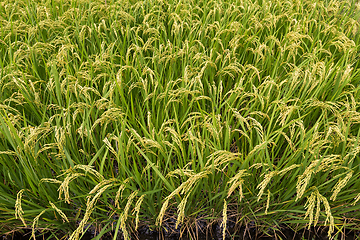 Image showing Rice meadow