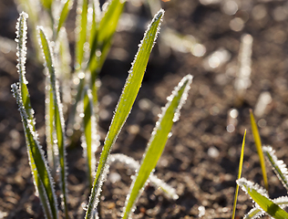 Image showing frozen wheat