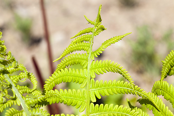 Image showing damaged fern