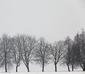 Image showing Winter in snow