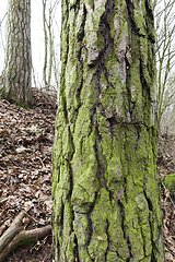 Image showing trees in autumn forest