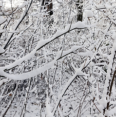 Image showing Trees under the snow