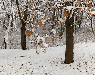 Image showing Winter park with snow