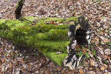 Image showing Late autumn, the forest