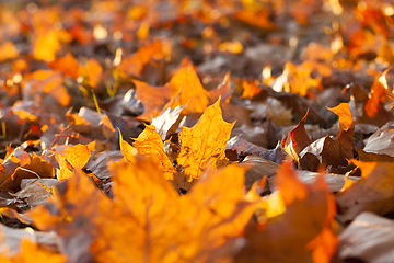 Image showing Yellow fallen leaves