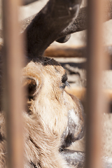 Image showing reindeer close up