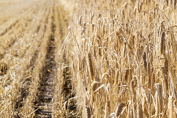 Image showing barley in the field