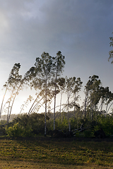 Image showing broken trees after a storm