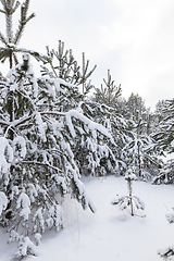 Image showing Forest in winter