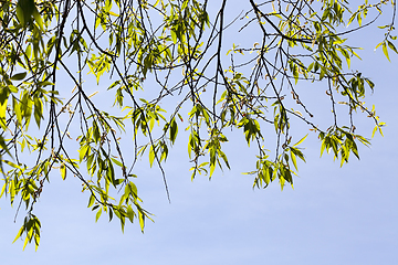 Image showing spring background