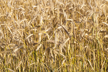 Image showing ripening ears