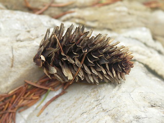 Image showing pine cone