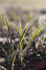 Image showing frozen wheat